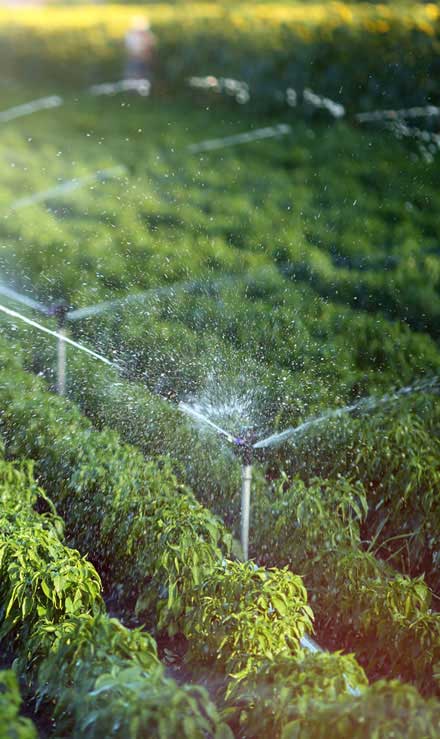 Nunez Lawn Care & Landscaping, Inc. Irrigation System Repair